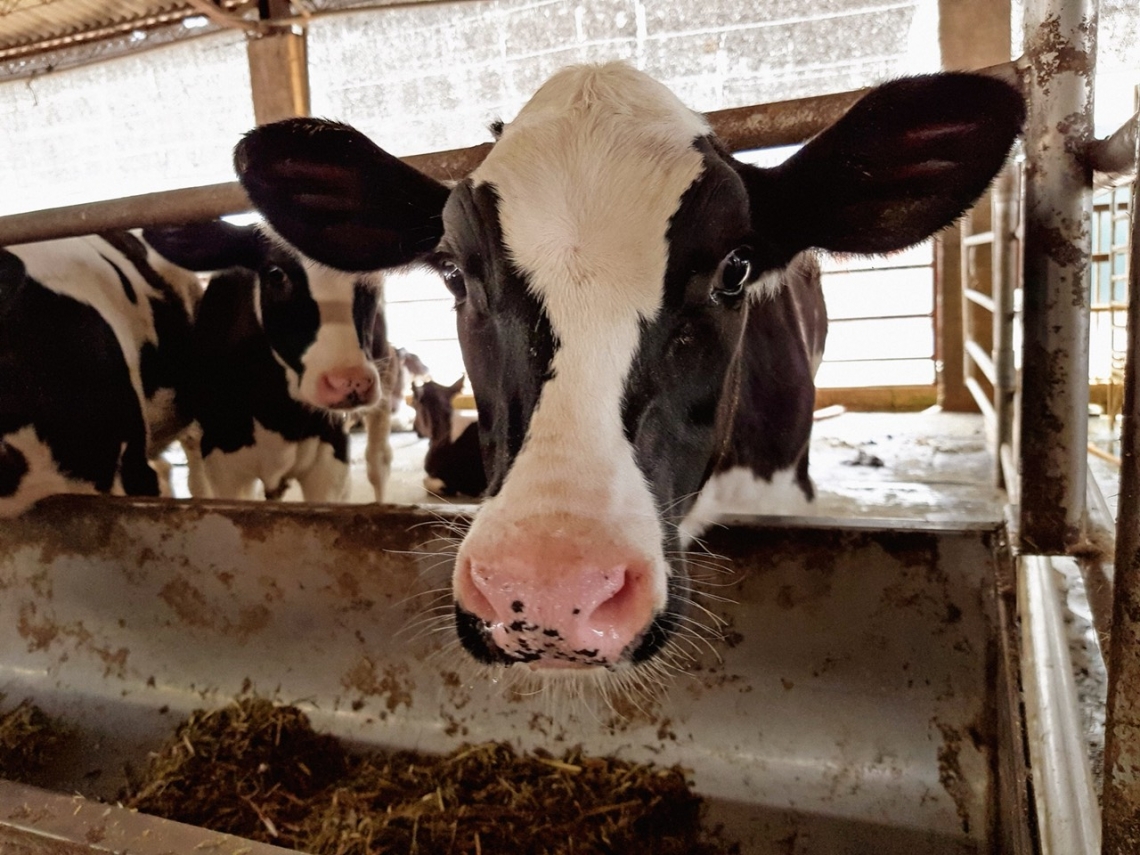 新生活鮮乳－原廠健康乳牛
